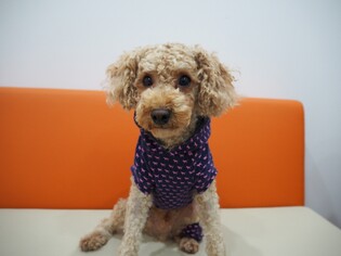 서울시 "유기동물 입양 동물보험 무료가입 지원"