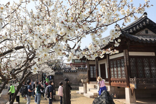 [K-Geography] Spring at Changdeok Palace