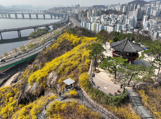 [K-Geography] Forsythia flowers are in bloom at Mount Eungbong