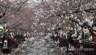 진해벚꽃 '펑펑' 연분홍 도시로 변신…국내외 관광객 몰려