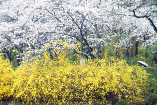 [K-Geography] Spring flowers in bloom