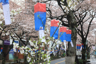 [K-Geography] Eve of Wangbeotkkot cherry blossom fest