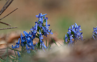 [K-Geography] Purple corydalis flowers in bloom
