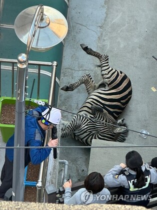 (LEAD) Zebra captured some 3 hours after escaping from Seoul zoo