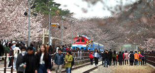 [K-Geography] Eve of Jinhae cherry blossom fest
