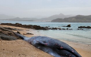 Whale carcass found on southwestern beach