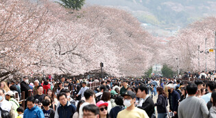[K-Geography] Cherry blossom sightseeing in Changwon