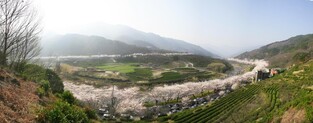 영호남 화합 상징 하동 화개장터 벚꽃축제 4년 만에 개최
