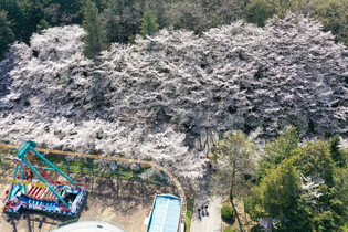 [K-Geography] Cherry blossoms in bloom