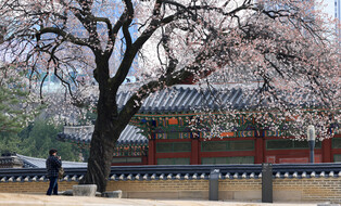 [K-Geography] Apricot blossoms at Deoksu Palace