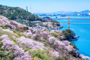 "남해대교 걸으며 흐드러지게 핀 벚꽃과 멋진 경관 감상하세요"