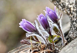 정선 동강할미꽃 축제 31일 개막…"사랑은 눈과 마음으로"