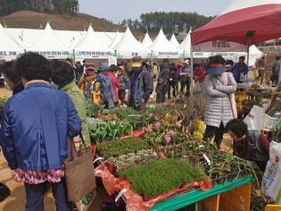 옥천 묘목축제 31일 '팡파르'…묘목경매 등 다채