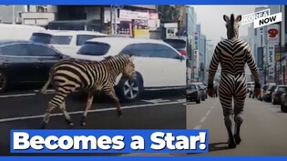 Zebra that escaped Seoul zoo becomes an internet sensation