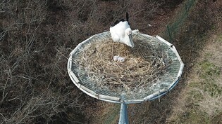 서산 천수만서 야생·인공증식 황새 한쌍 첫 자연번식 성공