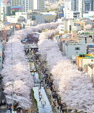 Gunggeorang Cherry Blossom Festival to return in four years in Ulsan