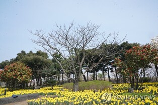[픽! 제주] "국민 사랑에 감사" 제주4·3 유족이 심은 수선화 활짝