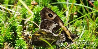 한라산 북방계 '산굴뚝나비' 더위 피해 고지대로 서식지 이동