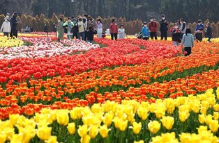신안 섬 정원서 봄꽃 향기 따라 형형색색 튤립 향연