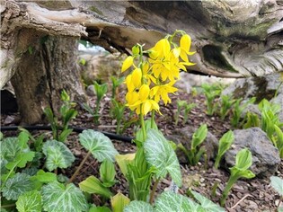 [픽! 세종] "국립세종수목원으로 새우난초 보러 오세요"