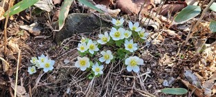 [픽! 단양] 꽃망울 터뜨린 소백산의 깃대종 야생화