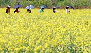 100만명 찾는 창녕낙동강유채축제 4년 만에 개막