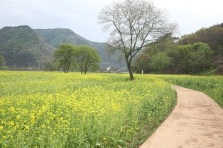 [픽 옥천] "금강 유채꽃밭 나들이 갈까?"