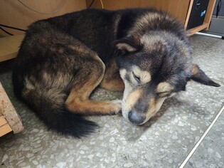 '많이 무서웠지…' 산불 현장서 주인 잃은 반려견 극적 구조