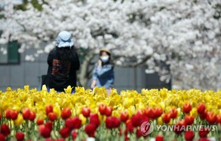 미세먼지에도 "봄이로소이다"…전국 꽃축제·관광지 '북적'