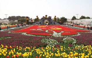 튤립·목련·홍가시…태안 봄꽃 축제 한창