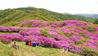 '전국 최대 철쭉 군락지' 지리산 바래봉서 22일 철쭉제 개막