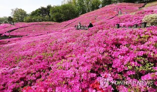 지구의날 '미세먼지 나쁨'에도 축제장·관광지 상춘객 발길 북적