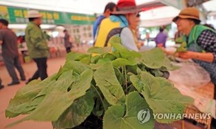 홍천산나물축제 산불 피해 위로…산나물 무료 나눔 이벤트