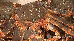 "절반 값에 대게·킹크랩 맛보세요" 동해서 크랩킹 페스타