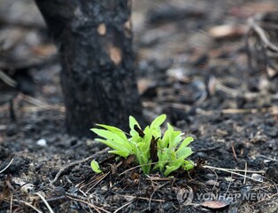 [픽!강릉] 불에 탄 검은 땅에도 희망은 솟는다