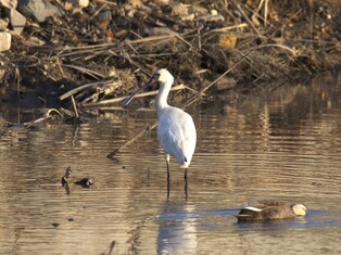 쓰레기 줍고 감시 활성화…저어새 핵심 서식지 보전활동 추진
