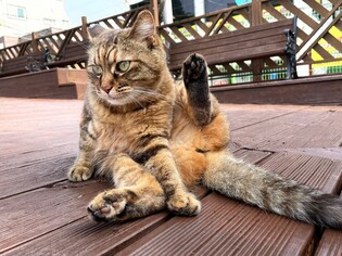 교통사고 '줄냥이' 살리자…대학가 학생·주민들 1천만원 모아