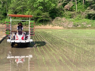 [픽!군산] '무럭무럭 자라다오'…서수면서 첫 모내기
