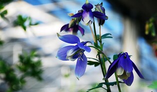 양구 북방계식물전시원 10∼31일 특별 개방