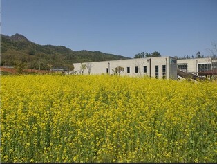 봄 유채·여름 수국·가을 구절초…'금상첨화 강진' 만든다