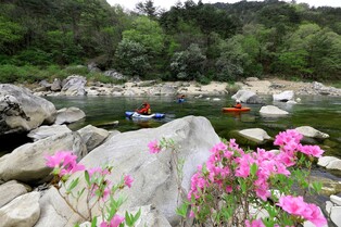 '래프팅 명소' 인제군 내린천 연분홍빛 산철쭉 물결 복원