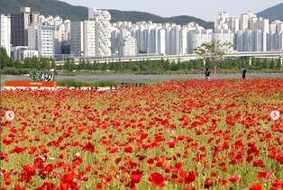 '화훼도시' 김해시에서 꽃축제 개막…꽃천지 대동생태공원