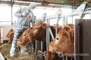 (LEAD) S. Korea confirms first foot-and-mouth disease cases in 4 years
