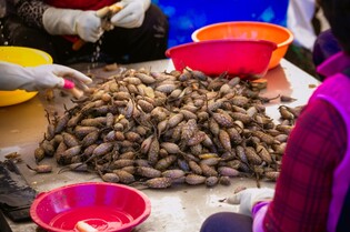 창원 특산물 '아구·미더덕' 맛보고 즐긴다…축제 막 올라