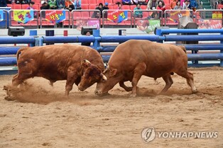 구제역 발생에 청도 소싸움 주말 경기 취소