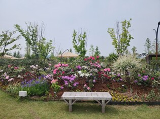 국립세종수목원서 내달 11일까지 '아름다운 만병초' 특별전