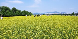 구리 유채꽃 축제 3일간 27만명 방문