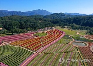 강원도, 화훼 6차산업 전환 모색…체험장·꽃 카페 조성