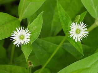 CJ라이브시티 '한류천' 둔치에 북한 천연기념물 자생