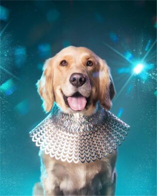 개 농장에서 구조된 견공의 미소…佛 소피 가먼드 사진전